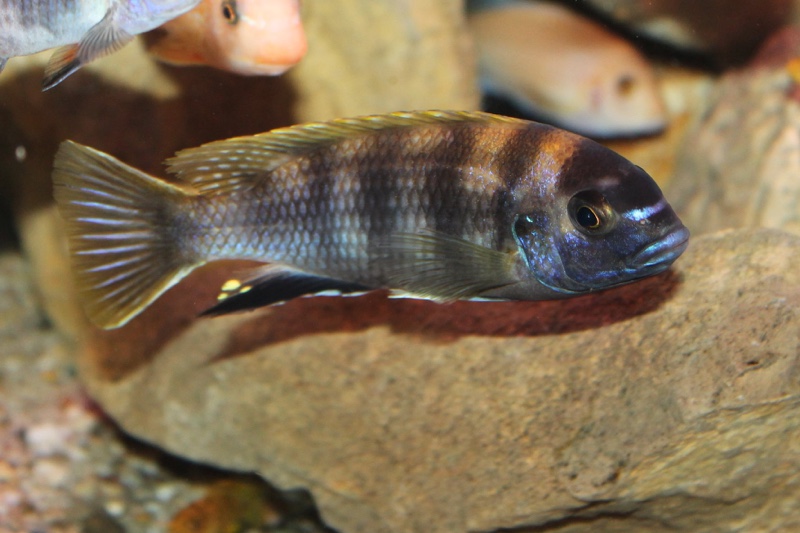 Pseudotropheus livingstonii 'Liuli'